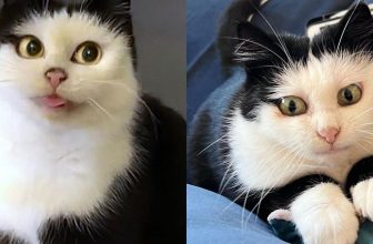 Katze mit Cartoon-ähnlichen Augen beschließt, eines Tages das Leben im Haus zu umarmen und verwandelt sich in eine ziemliche Persönlichkeit