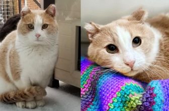 Katze, die die meiste Zeit ihres Lebens durch die Straßen streift, taucht vor einem Fenster auf, als sie bereit für Veränderungen ist