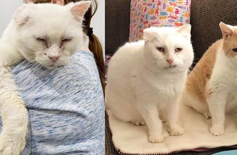 Katzen finden einander nach Jahren im Freien und können jetzt nie mehr getrennt sein