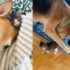 Katze bekommt Hilfe von Canine Buddy, um 7 Tuxedo-Kätzchen aufzuziehen, während sie lernt, zu vertrauen