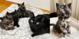 Katze schnurrt ununterbrochen, wenn sie ein ruhiges Zuhause für ihre Kätzchen und ein besseres Leben für sie alle findet