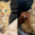 Katze schnurrt ununterbrochen, wenn sie ein ruhiges Zuhause für ihre Kätzchen und ein besseres Leben für sie alle findet