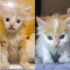 Katze mit Cartoon-ähnlichen Augen beschließt, eines Tages das Leben im Haus zu umarmen und verwandelt sich in eine ziemliche Persönlichkeit