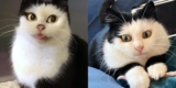 Katze mit Cartoon-ähnlichen Augen beschließt, eines Tages das Leben im Haus zu umarmen und verwandelt sich in eine ziemliche Persönlichkeit