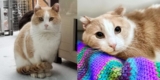 Katze, die die meiste Zeit ihres Lebens durch die Straßen streift, taucht vor einem Fenster auf, als sie bereit für Veränderungen ist