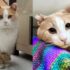 Katzen finden einander nach Jahren im Freien und können jetzt nie mehr getrennt sein