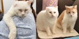 Katzen finden einander nach Jahren im Freien und können jetzt nie mehr getrennt sein