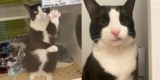 10-jährige Katze stellt sich auf ihre Hinterpfoten und winkt, damit die Leute sie bemerken