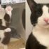 Katze bekommt Hilfe von Canine Buddy, um 7 Tuxedo-Kätzchen aufzuziehen, während sie lernt, zu vertrauen