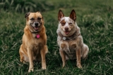 Abenteuer mit Hund unterwegs und alles gut organisiert für einen sicheren Tag